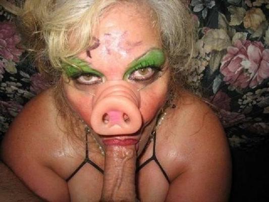 pig
